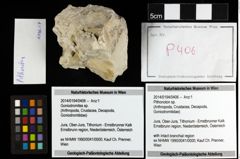 Foto (Objekt + Etiketten) von Pithonoton sp. 